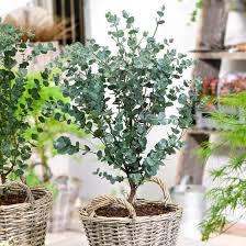 Pin Von Veratos Auf Flowers In 2020 Eukalyptus Azura Pflanzen Exotische Blumen