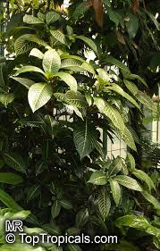 Image result for Sanchezia speciosa