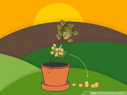 How To Grow Potatoes Indoors With Pictures In 2021 Growing Potatoes Growing Potatoes