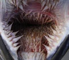 Penguins, like other birds, do not 'chew' their prey, they typically swallow it whole. The Penguins Mouth Oddlyterrifying