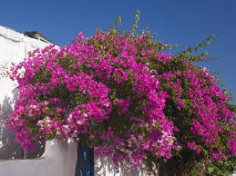 Le Bougainvillier Est Un Tres Bel Arbuste Grimpant Aux Fleurs Qui Egayent Les Facades Et Les Jardins Ma En 2020 Bougainvillier Arbustes Plein Soleil Arbustes A Fleurs