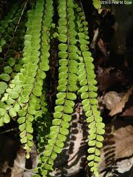 Image result for Asplenium smedsii