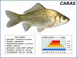 Daca vrem sa le depozitam pe termen mai lung, trebuie sa le si hranim, iar hrana preferata, celuloza, o. Caras Carasius Carasius Pescar Mehedintean