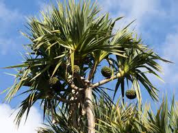 Image result for Pandanus odoratissimus