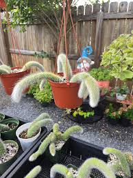 Image result for Orbea knobelii