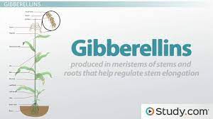 Maybe you would like to learn more about one of these? Plant Hormones Chemical Control Of Growth And Reproduction Video Lesson Transcript Study Com