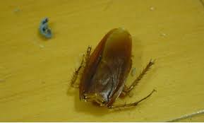 Image result for cockroach cut in half
