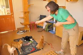 Ivy is an adoptable pit bull terrier searching for a forever family near colorado springs, co. The Coolest Cat Rescues In The Colorado Springs Area Playtime Pet Sitters Dog Walkers