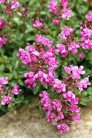 We did not find results for: The 15 Best Flowering Ground Covers For Yard Gardener S Path