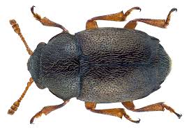 Image result for Brachythrix