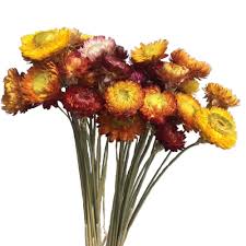 Dried, silk, foam or plastic flowers all offer a reliable alternative to fresh flowers. Color Life Natural Dried Flower Bouquet Natural Flowers Bouquet Daisies Dried Daisies Home Furnishings Dyi Flower Arrangement 40 Pcs Natural Color Buy Online In Antigua And Barbuda At Antigua Desertcart Com Productid 137259146