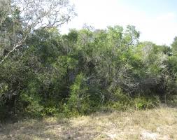 Image result for Pycreus atribulbus