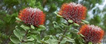 Image result for Brillantaisia madagascariensis