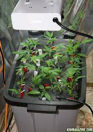 Harvest A Pound Every Three Weeks The Stinkbud Way 420 Magazine