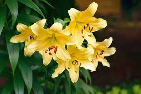 Check spelling or type a new query. Is Stargazer Lily Poisonous To Cats