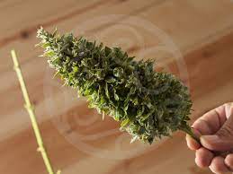 Dove tenere le piante aromatiche le piante aromatiche hanno una parte importante in cucina e sono un vero alleato per il nostro benessere. Le Basi Per La Coltivazione Di Marijuana Indoor Philosopher Seeds