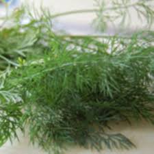 Butter und quark können in gefriergeeigneter verpackung völlig problemlos eingefroren und aufgetaut werden. Dill Kleine Warenkunde Essen Und Trinken