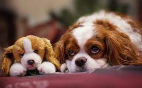 download wallpapers cavalier king charles spaniel toy pets dogs cute animals cavalier king charles spaniel dog besthqwallpapers com king charles cavalier spaniel puppy king charles spaniel cavalier king charles spaniel
