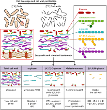 Both chitin and chitosan are synthesized and extruded at the plasma membrane. Analysis And Application Of A Suite Of Recombinant Endo B 1 3 D Glucanases For Studying Fungal Cell Walls Springerlink