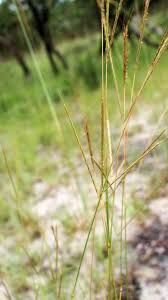 Image result for Andropogon schirensis