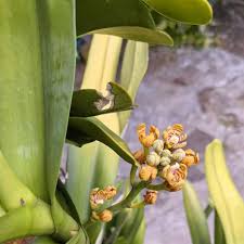 Image result for Acampe