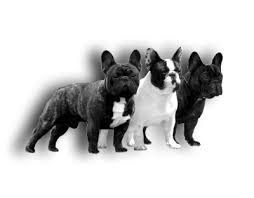 Nicole french bulldog puppies offers luxury, one in a million puppies of the highest quality and standards frenchies. Kiss Bully Finesse French Buldog Kennel Kiss Bully Finesse French Buldog Kennel