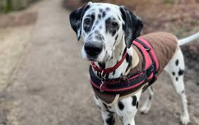 How far should you walk your small breed dog? How Long Should I Walk My Dog Regatta Blog