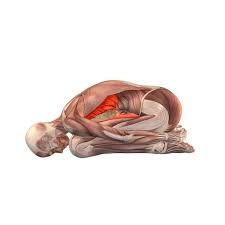 Muscles Used In Child S Pose חיפוש ב Google Yoga Anatomy Yoga Muscles Yoga Asanas