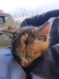 Why do we find these creatures so irresistible? Why Are Cats So Cute Aww