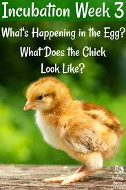 That being said, i have had early hatches and late hatches, both in incubators (at the correct temperature) and under broody hens. Hatching Chicks Here S What Happens In Week 3 Of Incubation