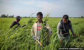 Characterize labor migration in malaysia over time, sectors and states. Malaysiakini The Workers That Keep Malaysia Ticking