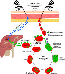 Several species of the parasite plasmodium cause human malarial diseases, and, despite determined control efforts, a huge global disease burden remains. Plasmodium Falciparum Pre Erythrocytic Stage Vaccine Development Malaria Journal Full Text