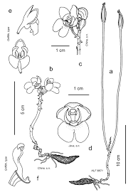 Image result for Didymoplexis