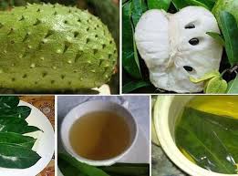 Les Bienfaits Des Feuilles De Corossol Coconut Health Benefits Coconut Health Fruit