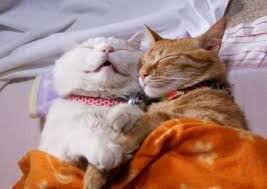 The 25 Most Awkward Cat Sleeping Positions Cat Sleeping Cat Sleeping Positions Cute Animals