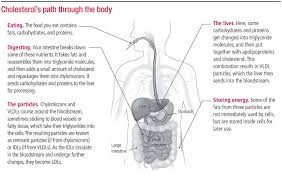 The cholesterol associated with animal cell membranes quizlet. How It S Made Cholesterol Production In Your Body Harvard Health