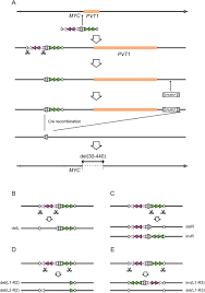 Controlling gene activation by enhancers through a drug-inducible  topological insulator