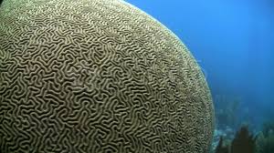 Beautiful Brain Coral Underwater Stock Footage Coral Brain Beautiful Footage Brain Coral Coral Underwater