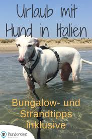 italien mit hund cavallino treporti in der nahe von venedig mit hund erholen strand und bungalowtip urlaub mit hund italien urlaub mit hund ferien mit hund