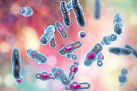 Image result for Clostridium