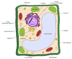 Plant vacuoles function similarly in plants as lysosomes in animal cells. 1 Anatomy Of A Cell A Very Brief Overview Biology Libretexts