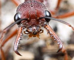 Image Gallery Ants Of The World Ants Insects Macro Photography Insects