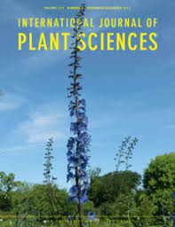 Image result for Ardisiandra wettsteinii