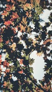 Check spelling or type a new query. 1001 Ideas To Decorate Your Screen With A Fall Iphone Wallpaper