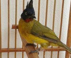 Termasuk agar pemiliknya selalu diberikan kesehatan dan dijauhkan dari segala penyakit. 5 Jenis Burung Kutilang Yang Mempunyai Suara Merdu