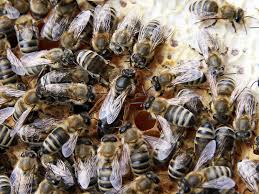 On average, the queen bee can lay over 2000 eggs in a day. Queen Bee Definition Und Synonyme Von Queen Bee Im Worterbuch Englisch