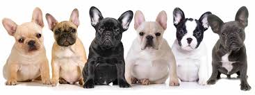 The breed standard for the french bulldog has included the same color requirements since the 1911 standard was approved by the akc. The Many Colors Of The French Bulldog Petshotspot Com