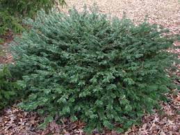 Cephalotaxus Harringtonia Duke Gardens Duke Gardens Japanese Plum Yew Plum Yew Japanese Plum Yew Garden Japanese
