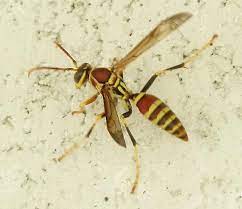 Watch video (yellow hornet blade sharpener) on you tube for operating procedures. Black Eyed Wasp With Red Stripes Polistes Exclamans Bugguide Net