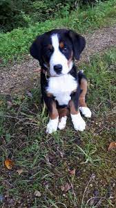 Aug 03, 2021 · thepornmap counts 2127 sites at the moment. Wir Suchen Ab Sofort Ein Zuhause Topinserate Ch